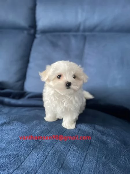 Cucciolo di Maltese piccolissimo