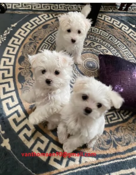 cuccioli di maltese