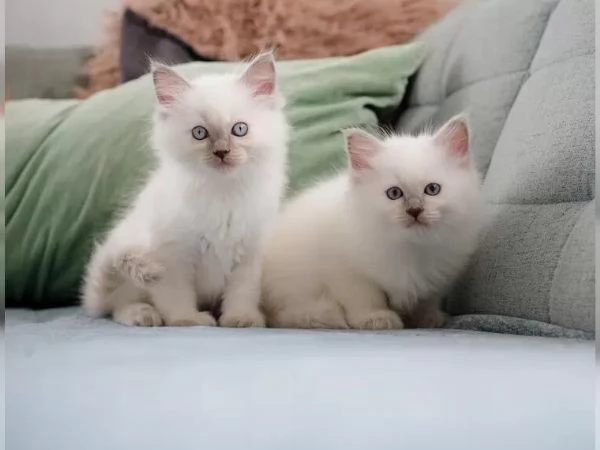 Cuccioli di Ragdoll