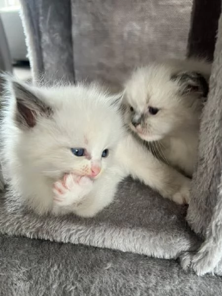 2 gatti ragdoll con pedigree