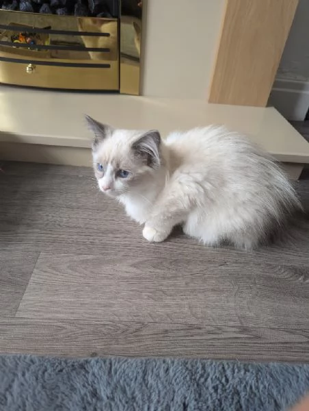 Ragdoll cuccioli con pedigree