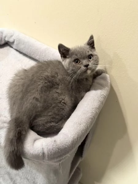 Cucciolo di British Shorthair 