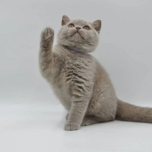 British Shorthair aspetta casa