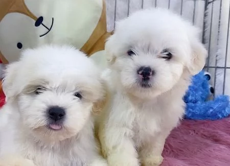 Cuccioli di Maltese toy