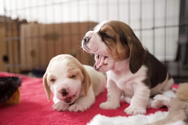 Dolci cuccioli di Beagle maschi e femmine