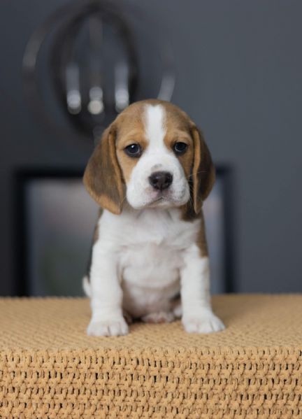 Cucciolate di Beagle