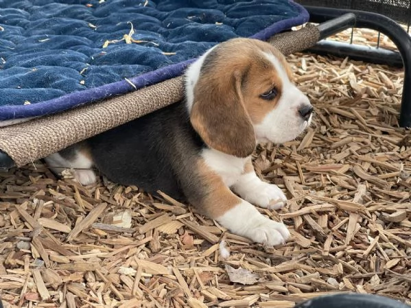 CUCCIOLI DI BEAGLE 