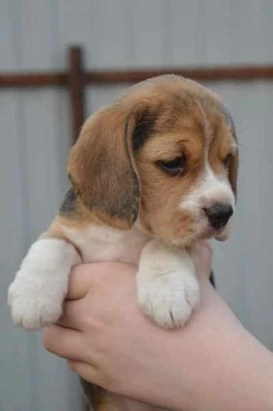 Due cuccioli di Beagle