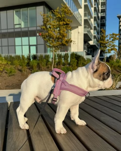 Adorabile cucciolo di bulldog francese in cerca di adozione | Foto 0