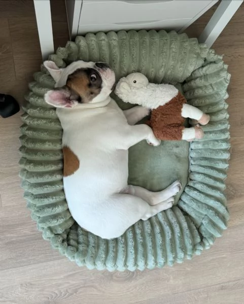 Adorabile cucciolo di bulldog francese in cerca di adozione | Foto 1