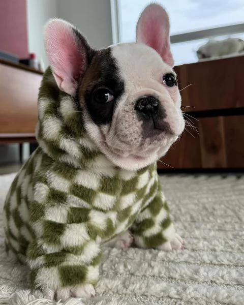 Adorabile cucciolo di bulldog francese in cerca di adozione | Foto 0