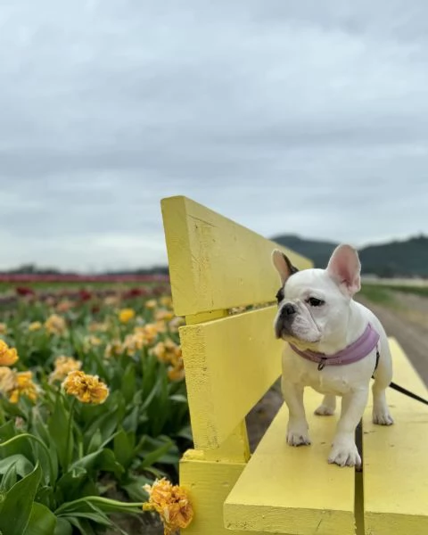 Adorabile cucciolo di bulldog francese in cerca di adozione | Foto 0