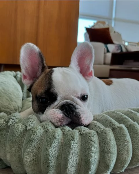 Adorabile cucciolo di bulldog francese in cerca di adozione | Foto 0