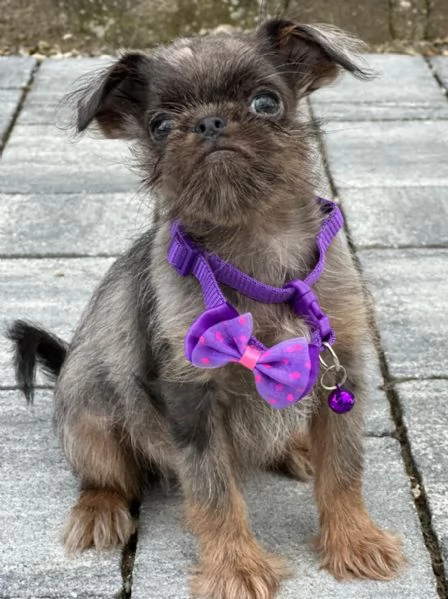 Brussels Griffon cuccioli maschi in vendita