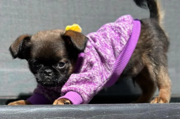 Brussels Griffon cuccioli maschi in vendita | Foto 2