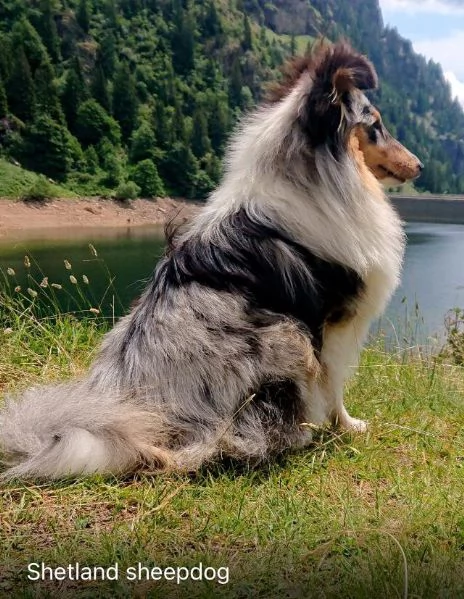 Cuccioli Shetland Sheepdog  | Foto 3