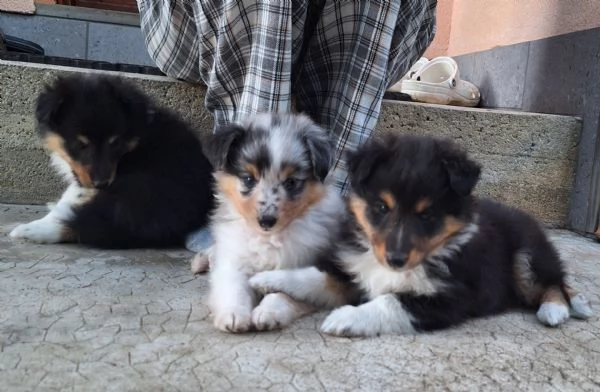 Cuccioli Shetland Sheepdog  | Foto 1