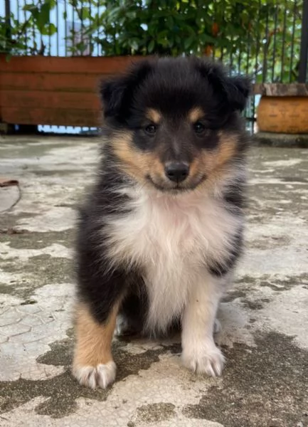 Cuccioli Shetland Sheepdog  | Foto 0