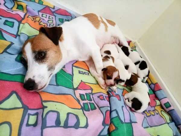 Jack russell terrier  | Foto 3