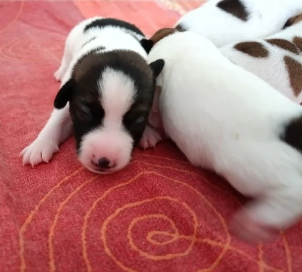 Jack russell terrier  | Foto 2