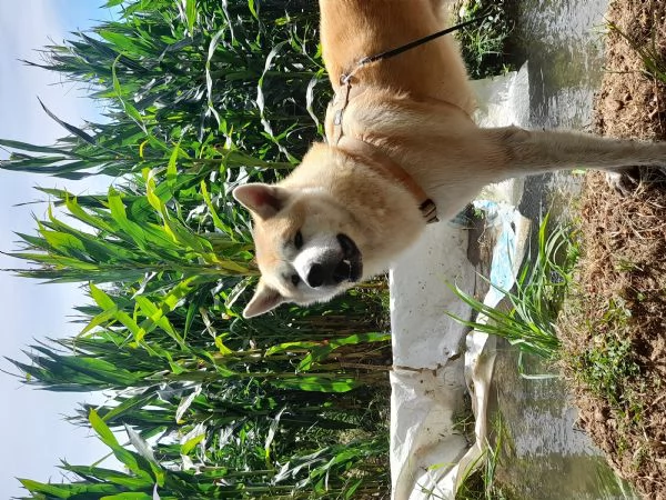 Vendo cuccioli di akita inu 