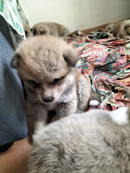 Vendo cuccioli di akita inu  | Foto 2