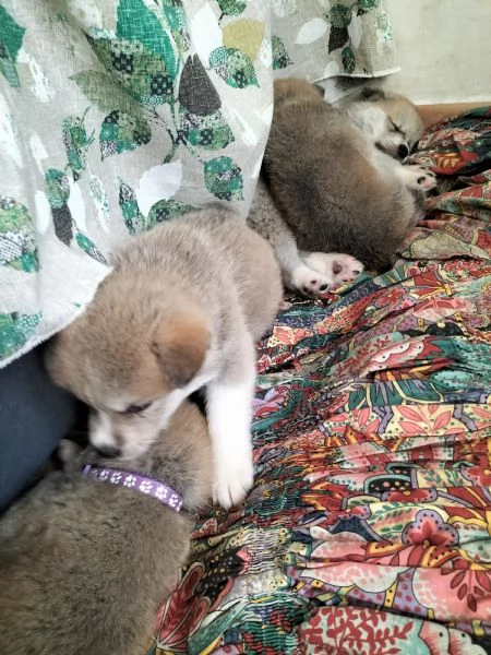 Vendo cuccioli di akita inu  | Foto 1