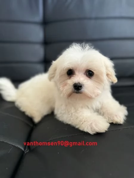 Bellissimi cuccioli di maltese