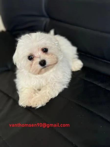 Cuccioli di Maltese