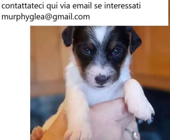 Bellissimi cuccioli di Jack Russell