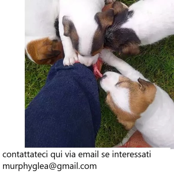 Bellissimi cuccioli di Jack Russell | Foto 0