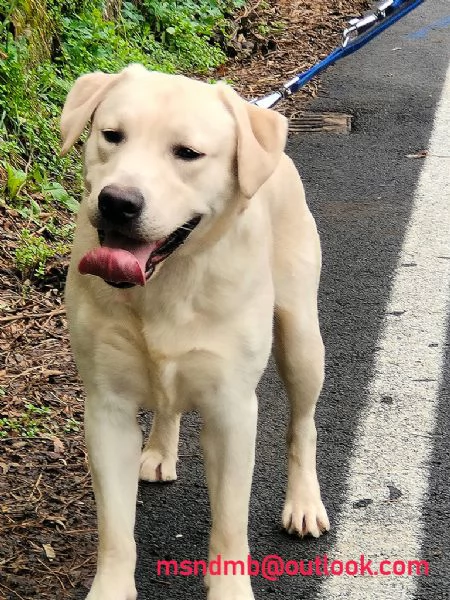 Offro gratuitamente splendido labrador in adozione | Foto 2