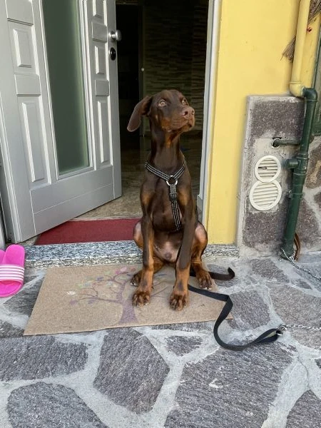 Cucciolo di dobermann 