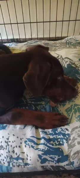 Cucciolo di dobermann  | Foto 3