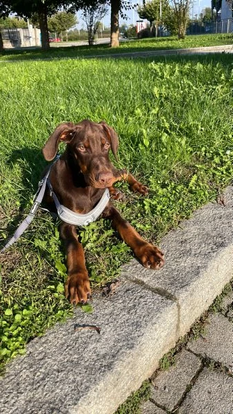 Cucciolo di dobermann  | Foto 2