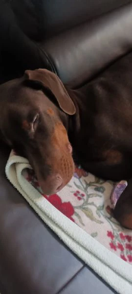 Cucciolo di dobermann  | Foto 1