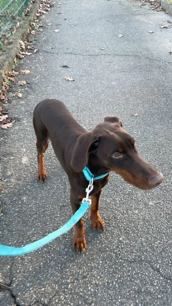 Cucciolo di dobermann  | Foto 0