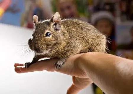 Coppia DEGU  Roditori Cileni