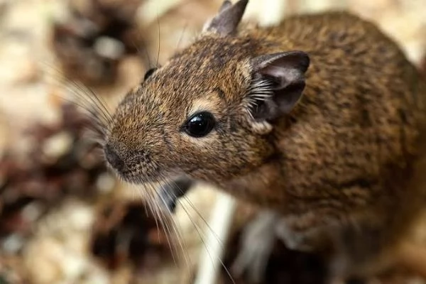 Coppia DEGU  Roditori Cileni | Foto 1