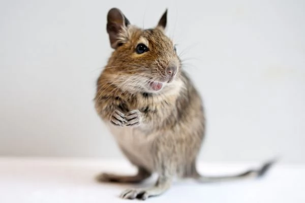 Coppia DEGU  Roditori Cileni | Foto 0