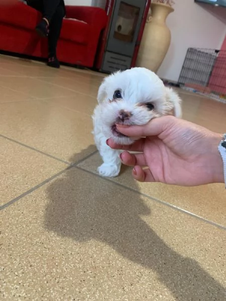 cucciolo di maltese 