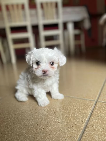 cucciolo di maltese  | Foto 0