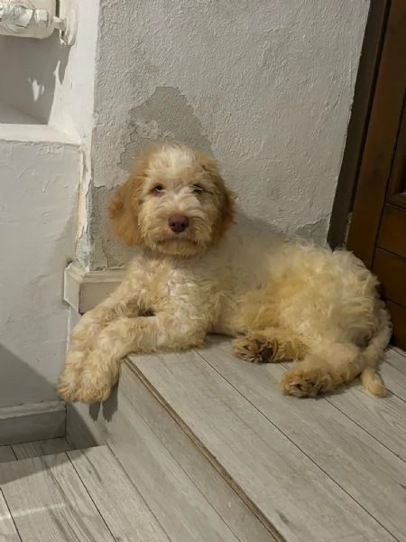 cucciolo lagotto mix spinone | Foto 1