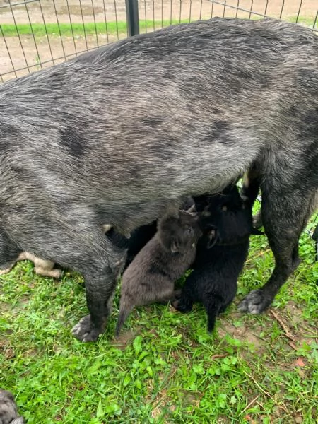 cuccioli maschie femmine  | Foto 2