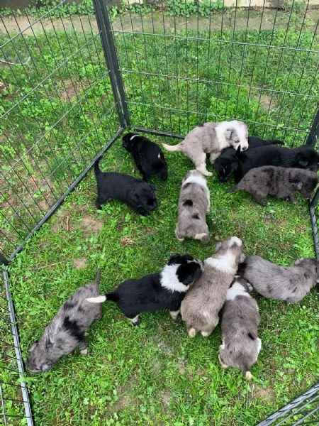 cuccioli maschie femmine  | Foto 0