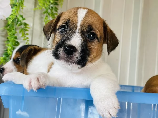 Cuccioli di jack russell con pedigree  | Foto 2