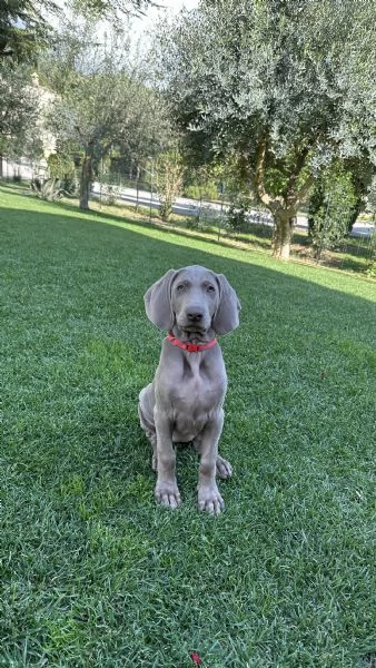 Disponibili cuccioli di Weimaraner | Foto 2