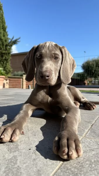 Disponibili cuccioli di Weimaraner | Foto 0