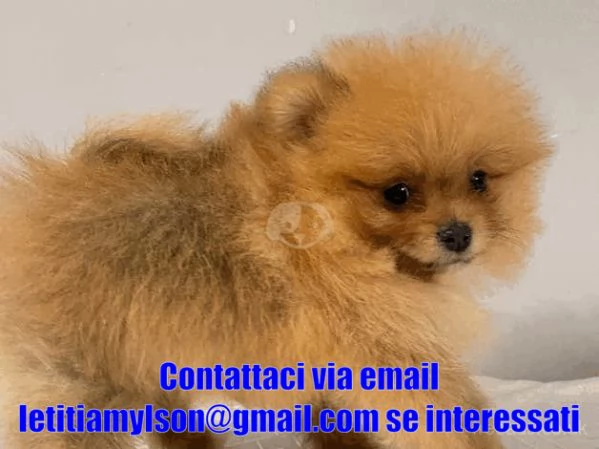 Bellissimi cuccioli di Pomerania Puri