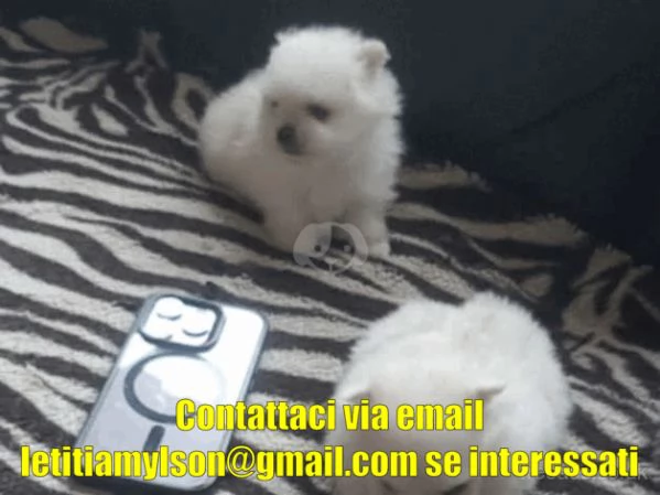 CUCCIOLI DI Pomerania